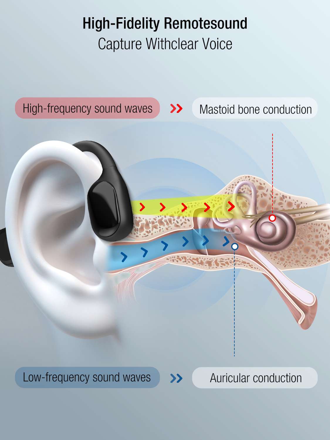 BlueDeer F2H bone conduction principle