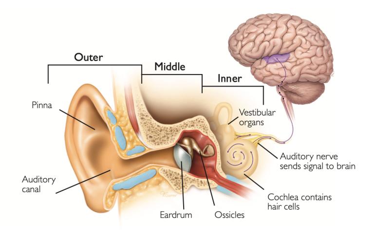 how hearing works with the brain